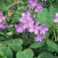 Oxalis debilis Kunth